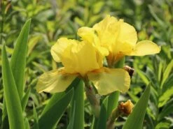 Hohe Schwertlilie 'Ola Kala' -Günstiges Garten Zart Geschäft hohe schwertlilie ola kala m015233 w 5