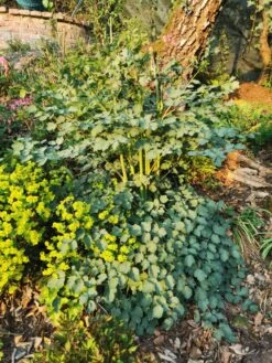 Hohe Wiesenraute 'Elin' -Günstiges Garten Zart Geschäft hohe wiesenraute elin m063062 781872 0