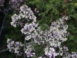 Hohe Wiesenraute 'Elin' -Günstiges Garten Zart Geschäft hohe wiesenraute elin m063062 w 0