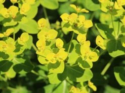 Hohe Wolfsmilch 'Goldener Turm' -Günstiges Garten Zart Geschäft hohe wolfsmilch goldener turm m058515 w 1