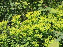 Hohe Wolfsmilch 'Goldener Turm' -Günstiges Garten Zart Geschäft hohe wolfsmilch goldener turm m058515 w 3