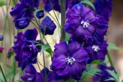 Hoher Rittersporn 'Christel' -Günstiges Garten Zart Geschäft hoher rittersporn christel m079820 891313 0