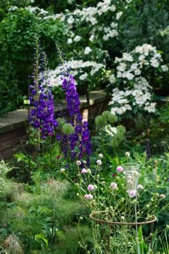 Hoher Rittersporn 'Christel' -Günstiges Garten Zart Geschäft hoher rittersporn christel m079820 891313 1