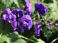 Hoher Rittersporn 'Christel' -Günstiges Garten Zart Geschäft hoher rittersporn christel m079820 w 1