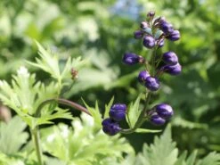 Hoher Rittersporn 'Christel' -Günstiges Garten Zart Geschäft hoher rittersporn christel m079820 w 2