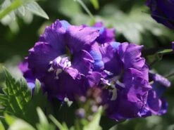 Hoher Rittersporn 'Christel' -Günstiges Garten Zart Geschäft hoher rittersporn christel m079820 w 3