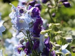 Hoher Rittersporn 'Christel' -Günstiges Garten Zart Geschäft hoher rittersporn christel m079820 w 4