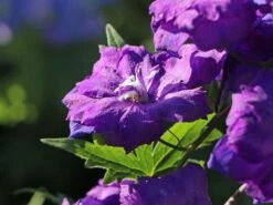 Hoher Rittersporn 'Christel' -Günstiges Garten Zart Geschäft hoher rittersporn christel m079820 w 5