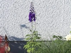 Hoher Rittersporn 'Christel' -Günstiges Garten Zart Geschäft hoher rittersporn christel m079820 w 6