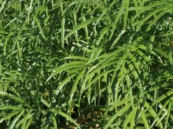 Hoher Wiesenknopf 'Albiflora' -Günstiges Garten Zart Geschäft hoher wiesenknopf albiflora m060363 w 0