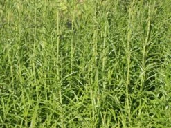 Hoher Wiesenknopf 'Albiflora' -Günstiges Garten Zart Geschäft hoher wiesenknopf albiflora m060363 w 1