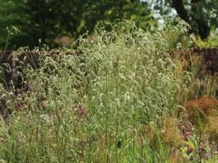 Hoher Wiesenknopf 'Albiflora' -Günstiges Garten Zart Geschäft hoher wiesenknopf albiflora m060363 w 10