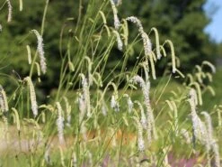 Hoher Wiesenknopf 'Albiflora' -Günstiges Garten Zart Geschäft hoher wiesenknopf albiflora m060363 w 2