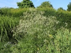 Hoher Wiesenknopf 'Albiflora' -Günstiges Garten Zart Geschäft hoher wiesenknopf albiflora m060363 w 4