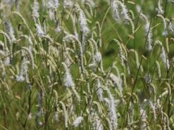Hoher Wiesenknopf 'Albiflora' -Günstiges Garten Zart Geschäft hoher wiesenknopf albiflora m060363 w 5