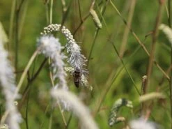 Hoher Wiesenknopf 'Albiflora' -Günstiges Garten Zart Geschäft hoher wiesenknopf albiflora m060363 w 6