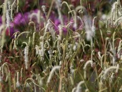Hoher Wiesenknopf 'Albiflora' -Günstiges Garten Zart Geschäft hoher wiesenknopf albiflora m060363 w 7