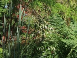 Hoher Wiesenknopf 'Albiflora' -Günstiges Garten Zart Geschäft hoher wiesenknopf albiflora m060363 w 8