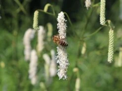 Hoher Wiesenknopf 'Albiflora' -Günstiges Garten Zart Geschäft hoher wiesenknopf albiflora m060363 w 9