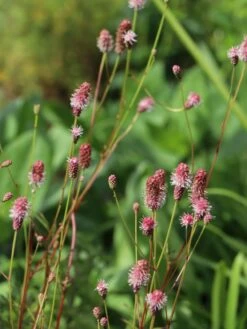 Hoher Wiesenknopf 'Pink Elephant' -Günstiges Garten Zart Geschäft hoher wiesenknopf pink elephant m060365 w 1