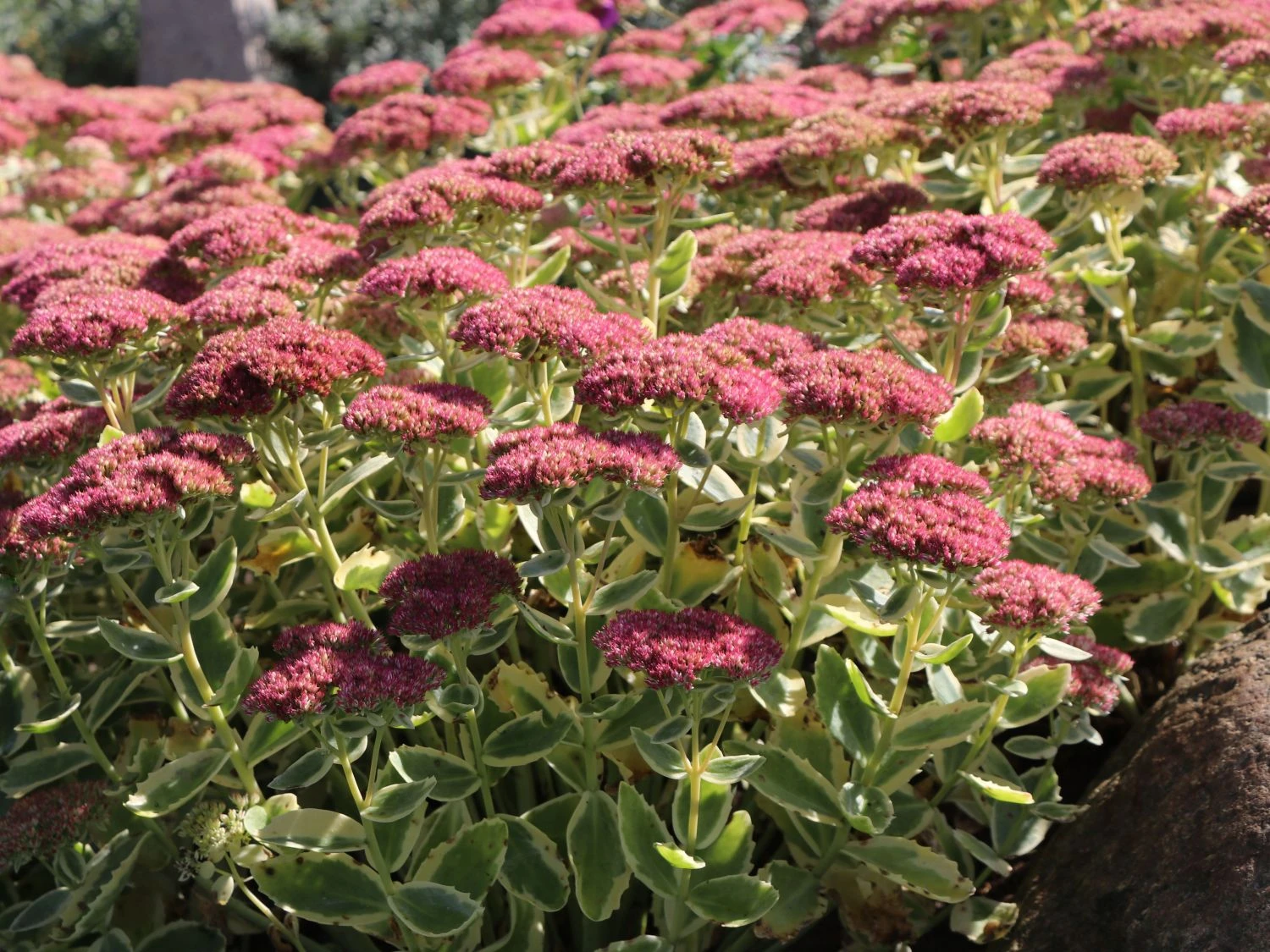 Hohes Fettblatt 'Lajos' 3 Hohes Fettblatt 'Lajos'