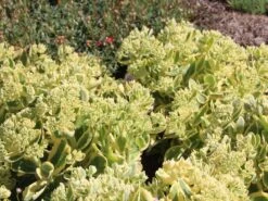 Hohes Fettblatt 'Lajos' 9 Hohes Fettblatt 'Lajos' -Günstiges Garten Zart Geschäft hohes fettblatt lajos m060430 w 0