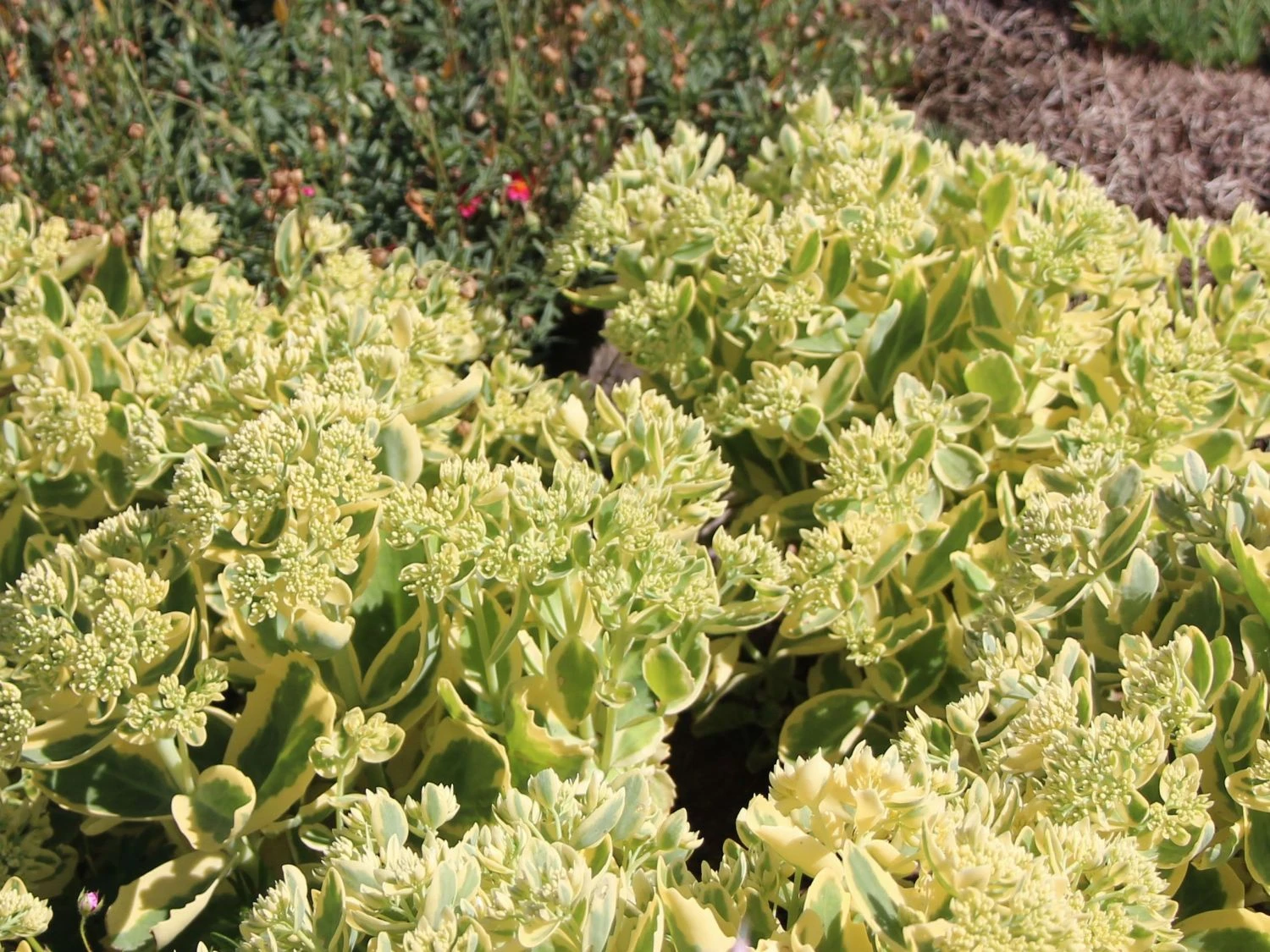 Hohes Fettblatt 'Lajos' 4 Hohes Fettblatt 'Lajos' – Bild 2