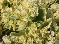 Hohes Fettblatt 'Lajos' 11 Hohes Fettblatt 'Lajos' -Günstiges Garten Zart Geschäft hohes fettblatt lajos m060430 w 1