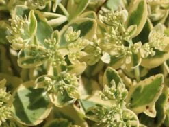 Hohes Fettblatt 'Lajos' 12 Hohes Fettblatt 'Lajos' -Günstiges Garten Zart Geschäft hohes fettblatt lajos m060430 w 2