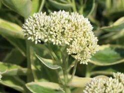 Hohes Fettblatt 'Lajos' 10 Hohes Fettblatt 'Lajos' -Günstiges Garten Zart Geschäft hohes fettblatt lajos m060430 w 3