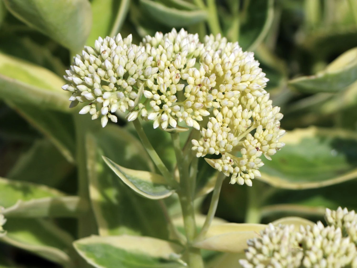 Hohes Fettblatt 'Lajos' 5 Hohes Fettblatt 'Lajos' – Bild 3