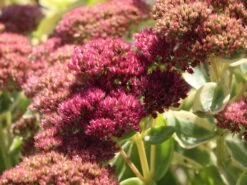 Hohes Fettblatt 'Lajos' 13 Hohes Fettblatt 'Lajos' -Günstiges Garten Zart Geschäft hohes fettblatt lajos m060430 w 4