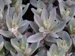 Hohes Fettblatt 'Marina' -Günstiges Garten Zart Geschäft hohes fettblatt marina m117789 w 0