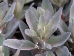 Hohes Fettblatt 'Marina' -Günstiges Garten Zart Geschäft hohes fettblatt marina m117789 w 1