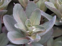 Hohes Fettblatt 'Marina' -Günstiges Garten Zart Geschäft hohes fettblatt marina m117789 w 2