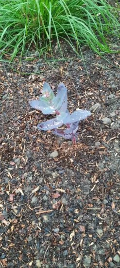 Hohes Herbst-Fettblatt 'Chocoloate Cherry' -Günstiges Garten Zart Geschäft hohes herbst fettblatt chocoloate cherry m117788 1445813 0