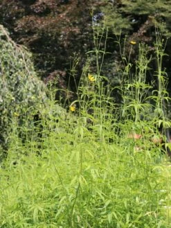 Hohes Mädchenauge -Günstiges Garten Zart Geschäft hohes maedchenauge m058286 w 0