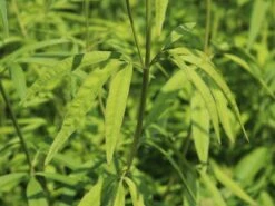 Hohes Mädchenauge -Günstiges Garten Zart Geschäft hohes maedchenauge m058286 w 1