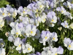 Hornveilchen / Gehörntes Stiefmütterchen 'Milkmaid'