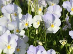 Hornveilchen / Gehörntes Stiefmütterchen 'Milkmaid' -Günstiges Garten Zart Geschäft horn veilchen milkmaid m060774 w 1