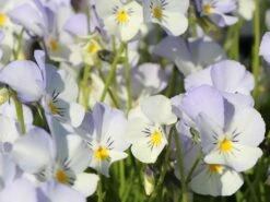 Hornveilchen / Gehörntes Stiefmütterchen 'Milkmaid' -Günstiges Garten Zart Geschäft horn veilchen milkmaid m060774 w 2