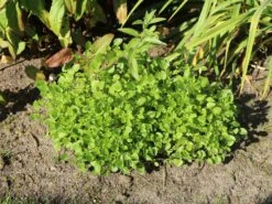 Hornveilchen / Gehörntes Stiefmütterchen 'Beshlie' -Günstiges Garten Zart Geschäft hornveilchen gehoerntes stiefmuetterchen beshlie m060755 w 0