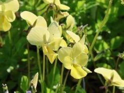 Hornveilchen / Gehörntes Stiefmütterchen 'Beshlie' -Günstiges Garten Zart Geschäft hornveilchen gehoerntes stiefmuetterchen beshlie m060755 w 1