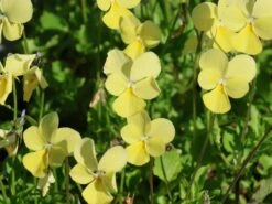 Hornveilchen / Gehörntes Stiefmütterchen 'Beshlie' -Günstiges Garten Zart Geschäft hornveilchen gehoerntes stiefmuetterchen beshlie m060755 w 2