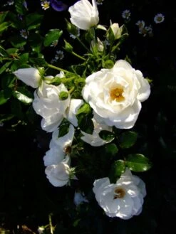 Kletterrose 'Hella' -Günstiges Garten Zart Geschäft i46236 Kletterrose Hella 219390 0