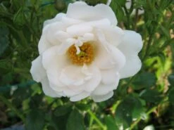 Kletterrose 'Hella' -Günstiges Garten Zart Geschäft i46236 Kletterrose Hella 82479 0