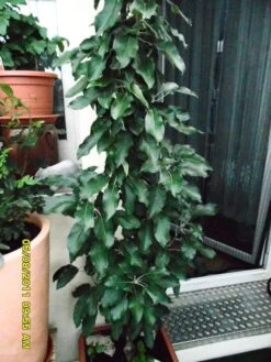 Säulenapfel 'Starcats' (S) -Günstiges Garten Zart Geschäft i46454 Saeulenapfel Starcats 302785 0