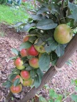Säulenapfel 'Redcats' -Günstiges Garten Zart Geschäft i46457 Saeulenapfel Redcats 188744 0