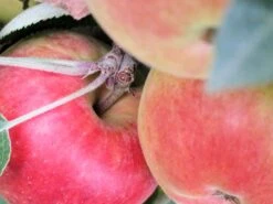 Säulenapfel 'Redcats' -Günstiges Garten Zart Geschäft i46457 Saeulenapfel Redcats 188744 1