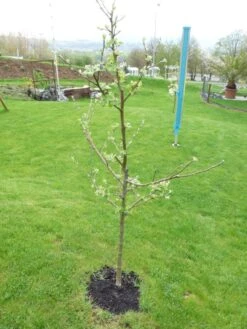 Familienbaum Apfel '3 Verschiedene Sorten' -Günstiges Garten Zart Geschäft i46655 Familienbaum Apfel drei verschiedene Sorten wie z B Sommer Herbst Winterapfel 298292 0